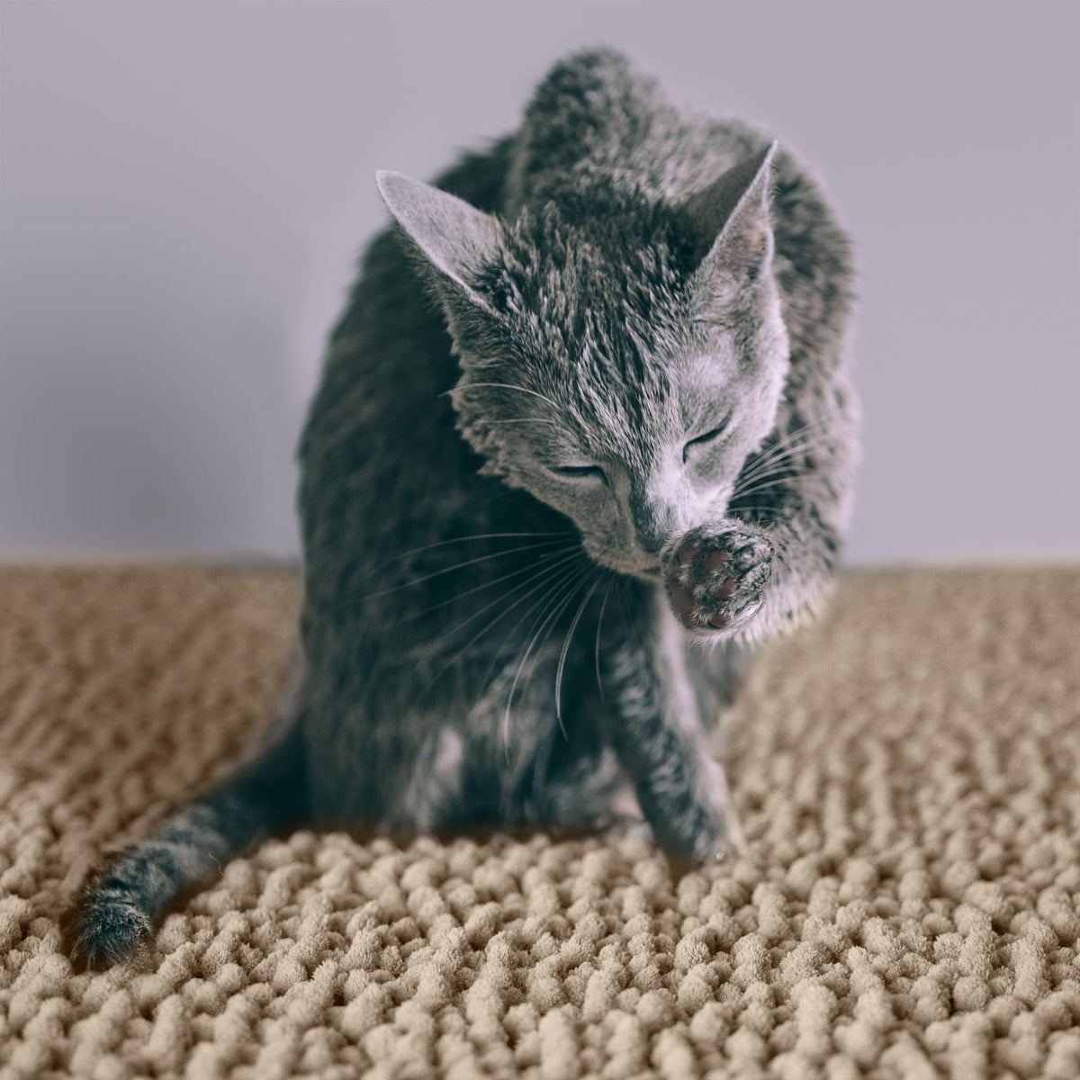 Super Absorbent Waterproof Non Slip Cat Litter Mat B55264